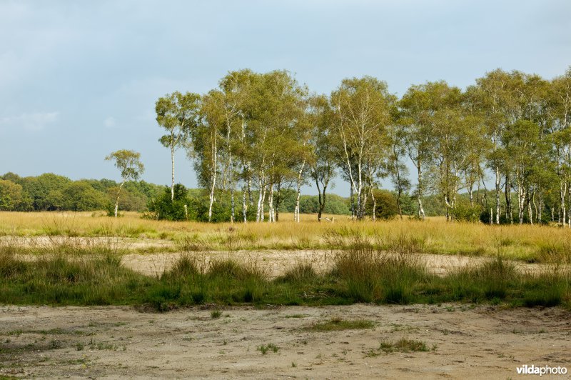 Geplagde heide op de Hoge Veluwe