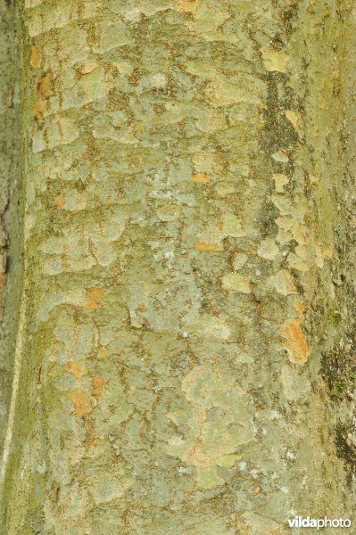 Kaukasische zelkova