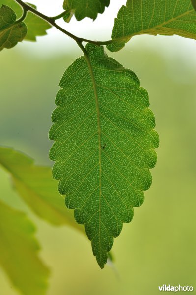 Kaukasische zelkova