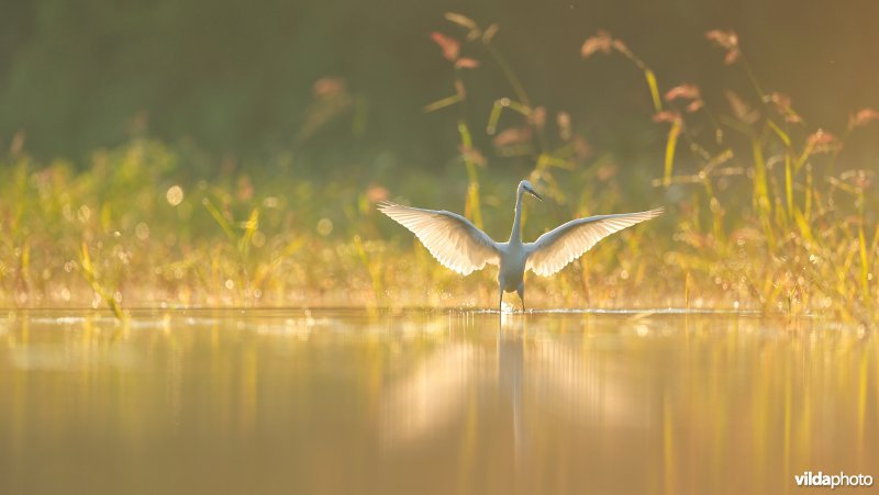 Kleine zilverreiger