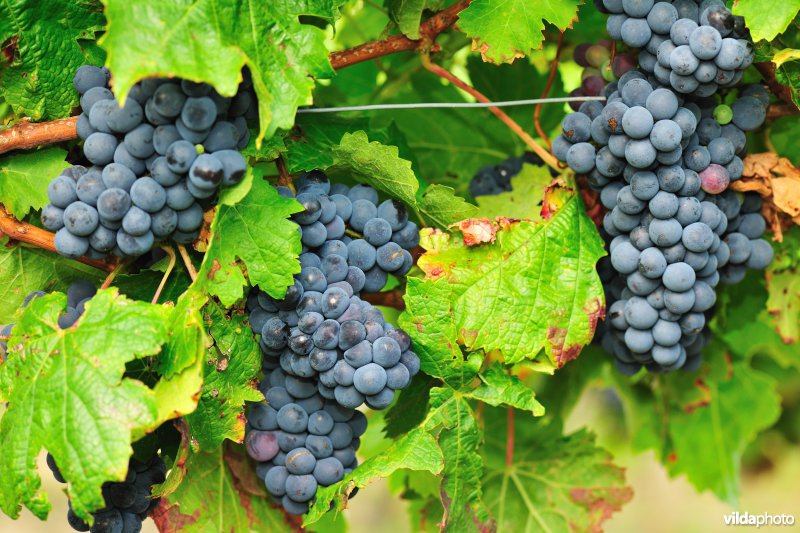 Wijndruif Cabernet Franc