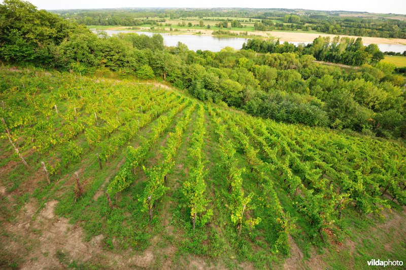 Wijngaarden van de Loire