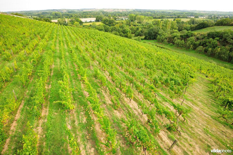 Wijngaarden van de Loire