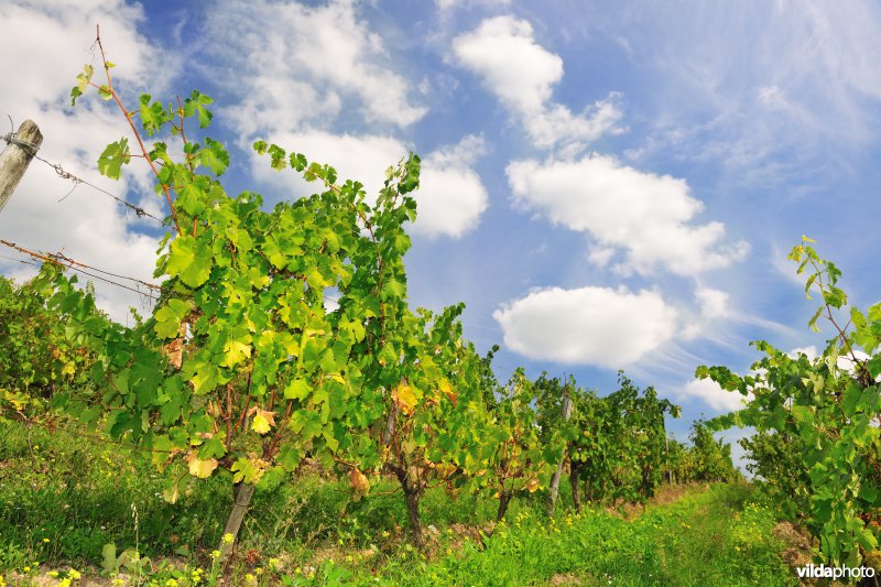 Wijngaarden van de Loire