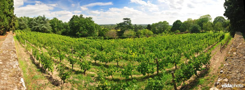 Wijngaarden van de Loire