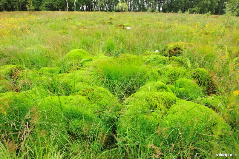 Haarmosbulten in het kamp van Beverlo