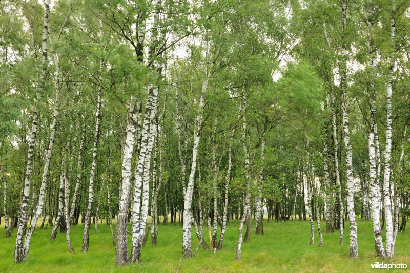 Berkenbosje op het kamp van Beverlo