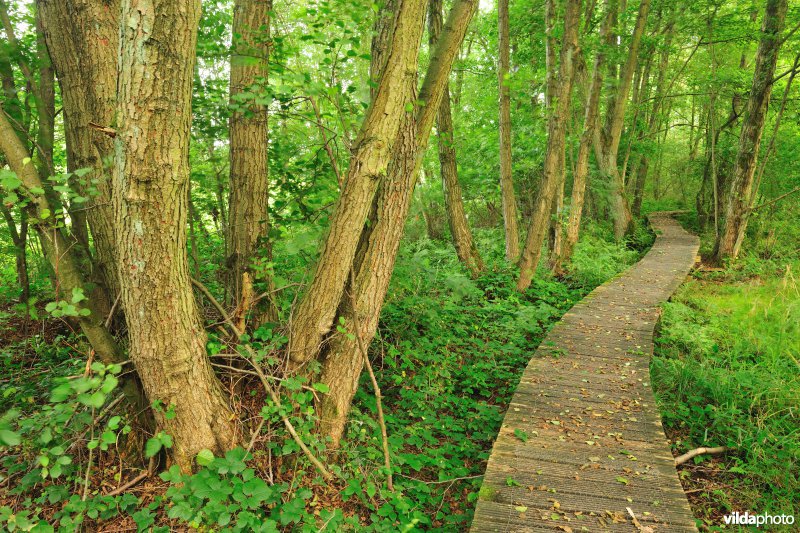 Knuppelpad in de vallei van de Zwarte beek