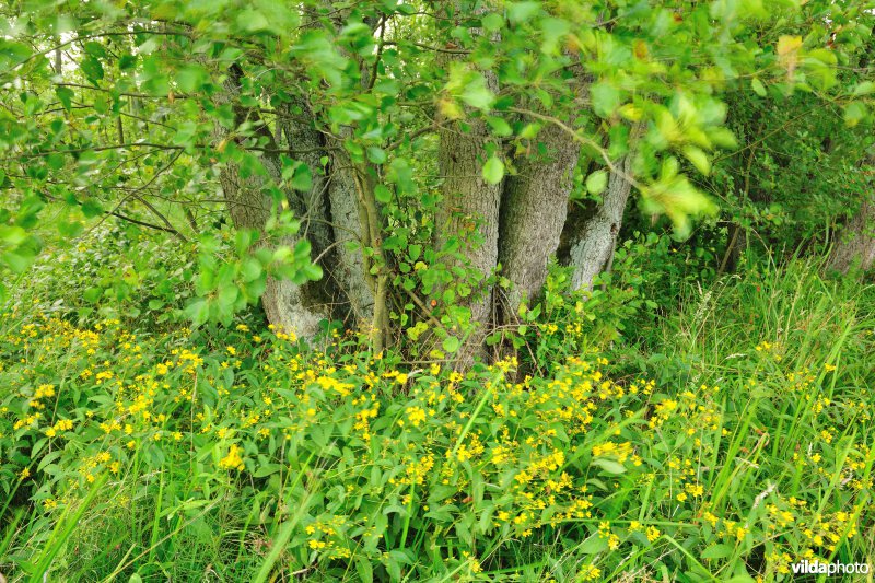 Vallei van de Zwarte beek
