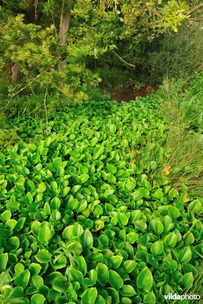 Vallei van de Zwarte beek