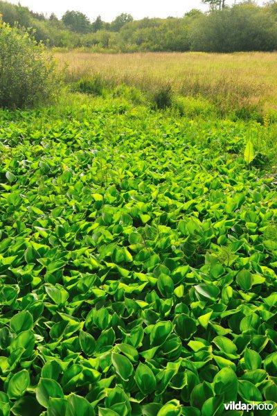 Vallei van de Zwarte beek