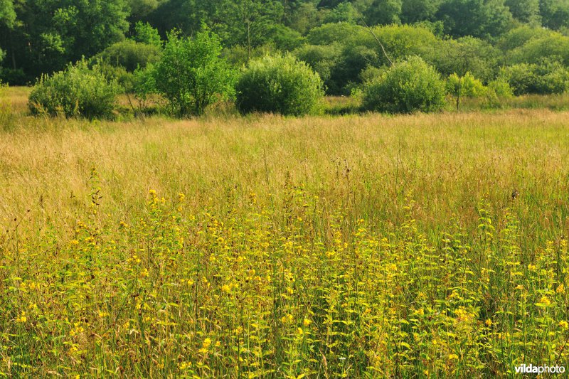 Vallei van de Zwarte beek