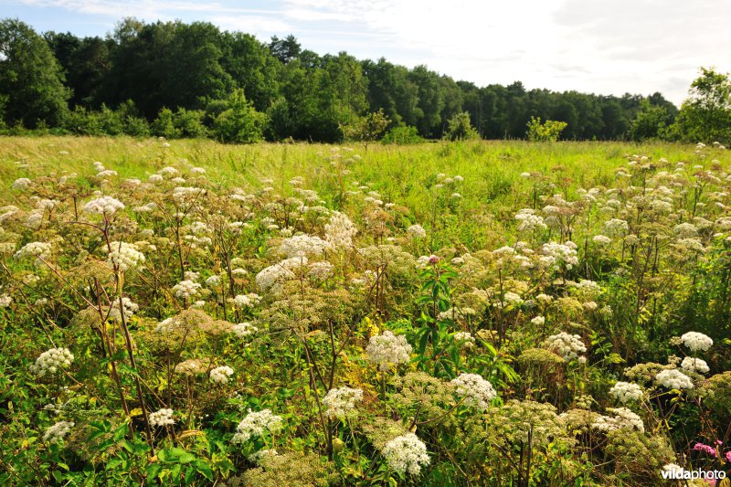 Vallei van de Zwarte beek