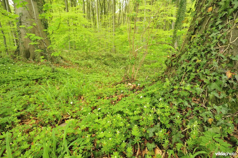 Natuurreservaat Hogenbos