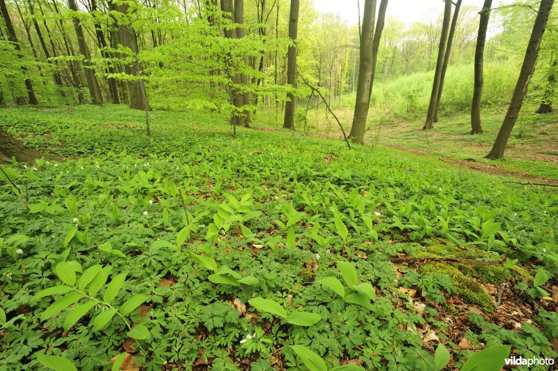 Natuurreservaat Hogenbos