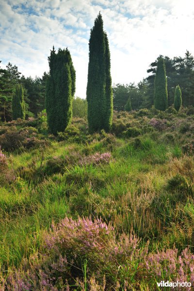 Jeneverbesstruiken op de Mechelse Heide