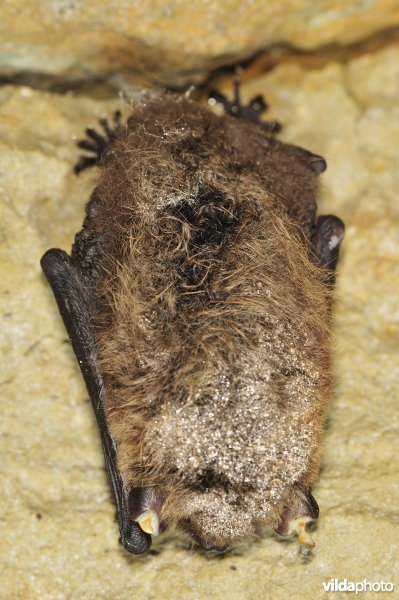 Vleermuis met afgevroren oorschelpen