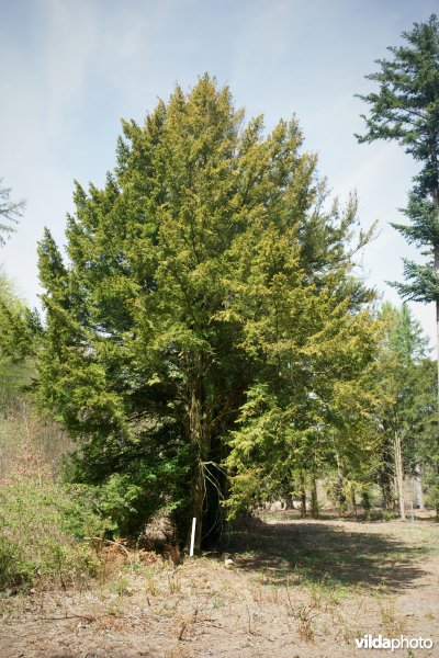 Taxus