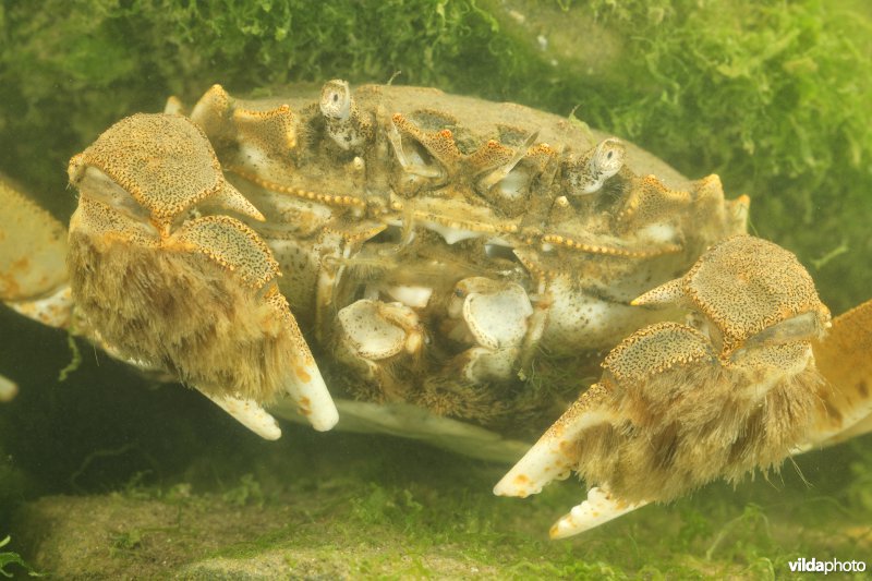 Chinese wolhandkrab