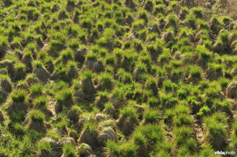 Moerassen in de Biebrza