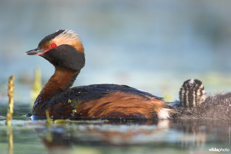 Kuifduiker met jongen