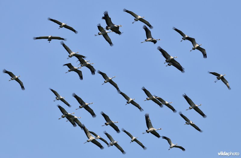 Kraanvogels in vlucht