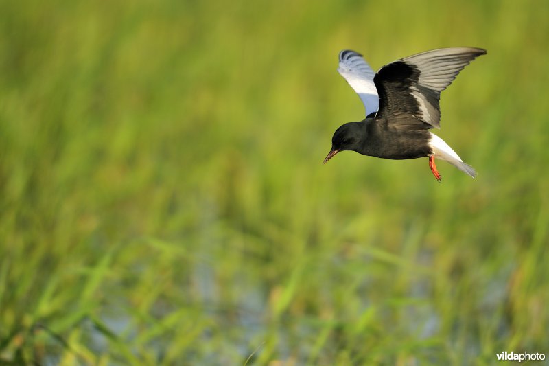 Vliegende Witvleugelstern