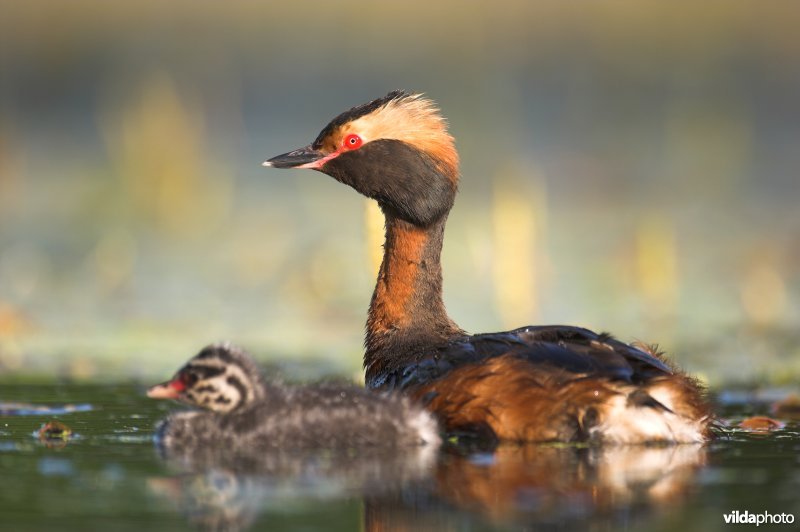 Kuifduiker met jongen