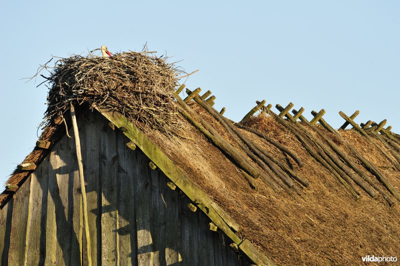 Ooievaar op rieten dak in de Biebrza