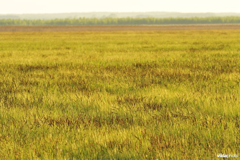 Vallei van de Biebrza