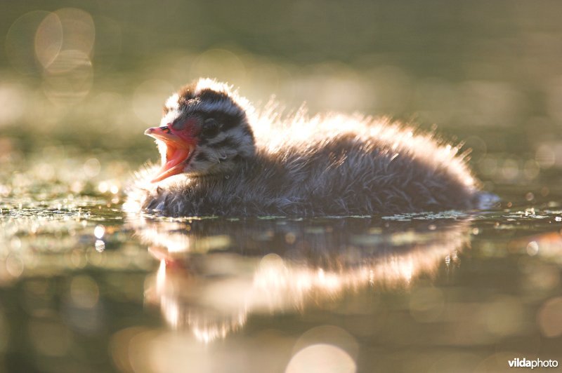 Jonge Kuifduiker in tegenlicht