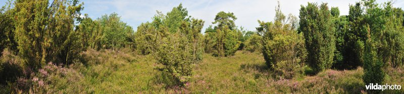 Heiderbos in Opglabbeek