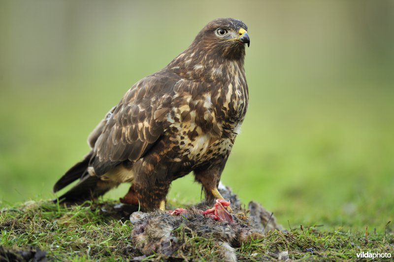 Buizerd