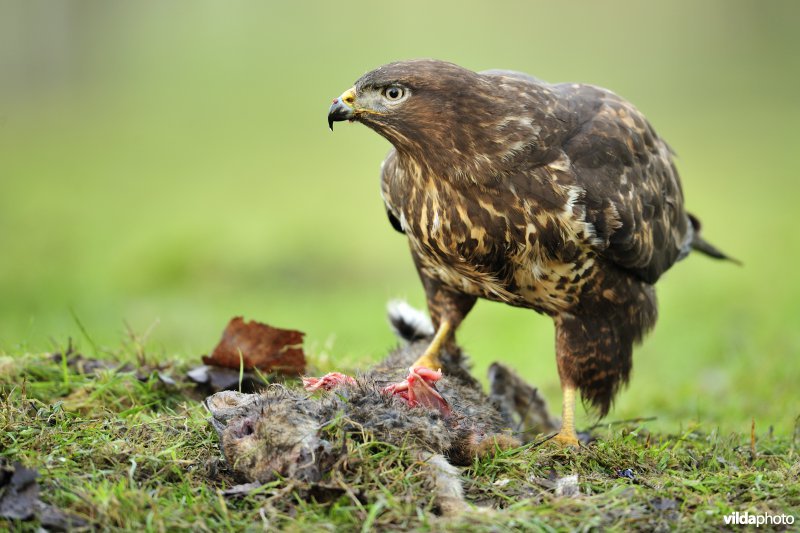 Buizerd