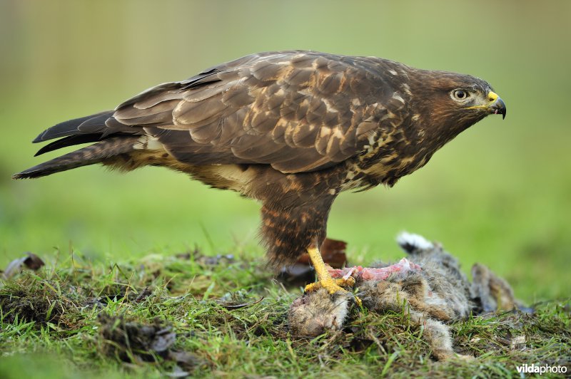 Buizerd