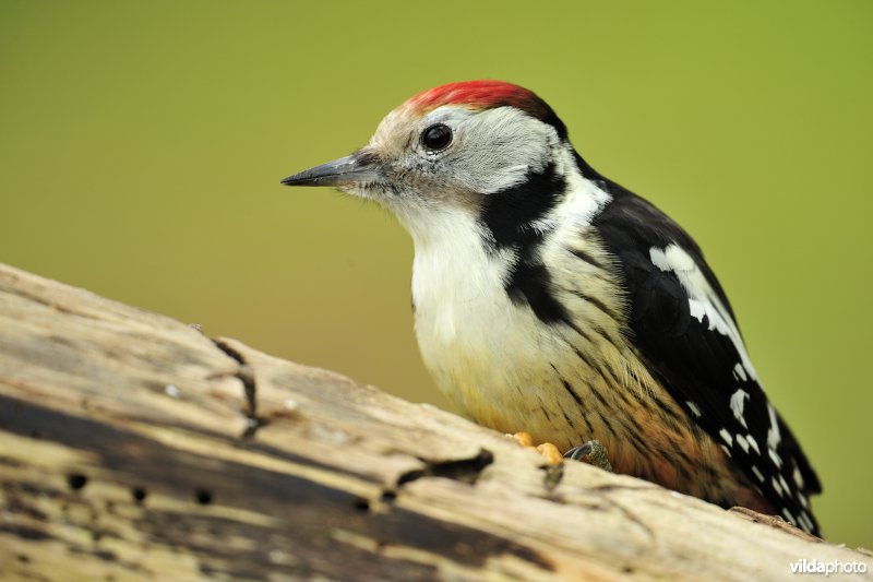 Middelste bonte specht