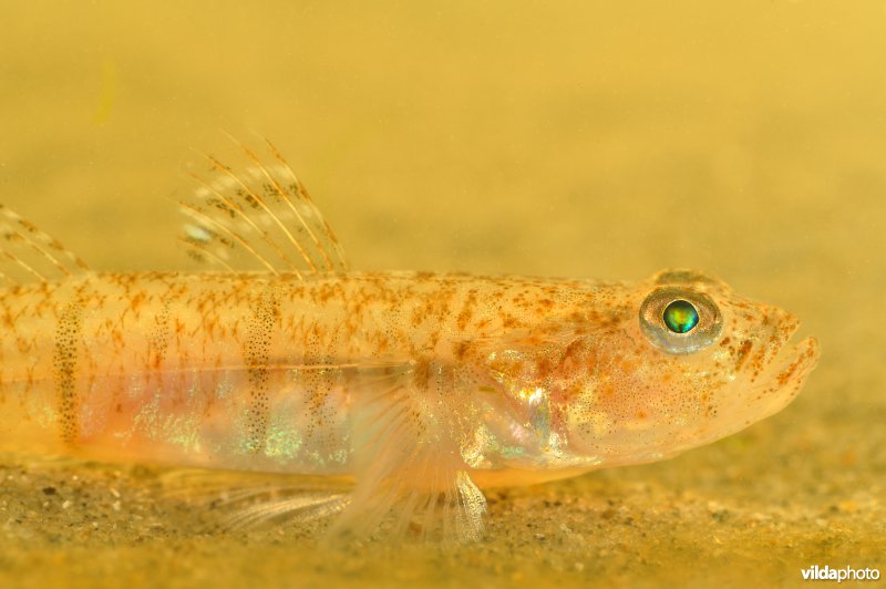 Lozanogrondel