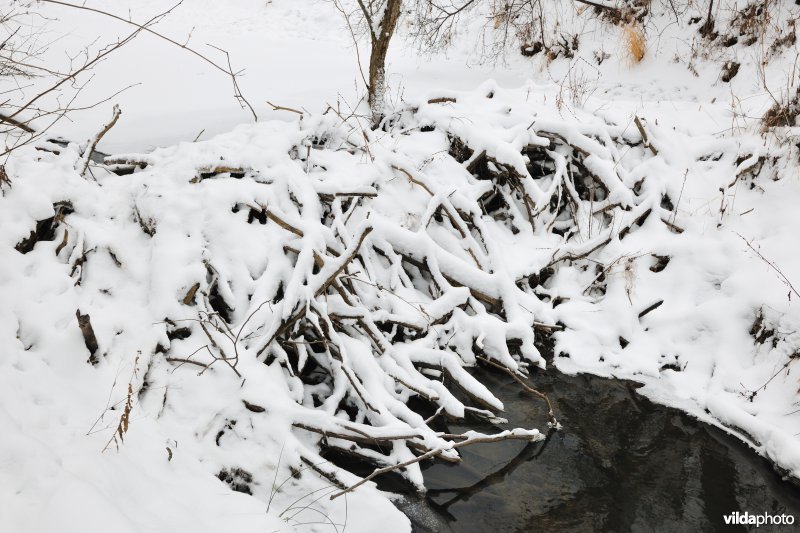 Besneeuwde Beverdam