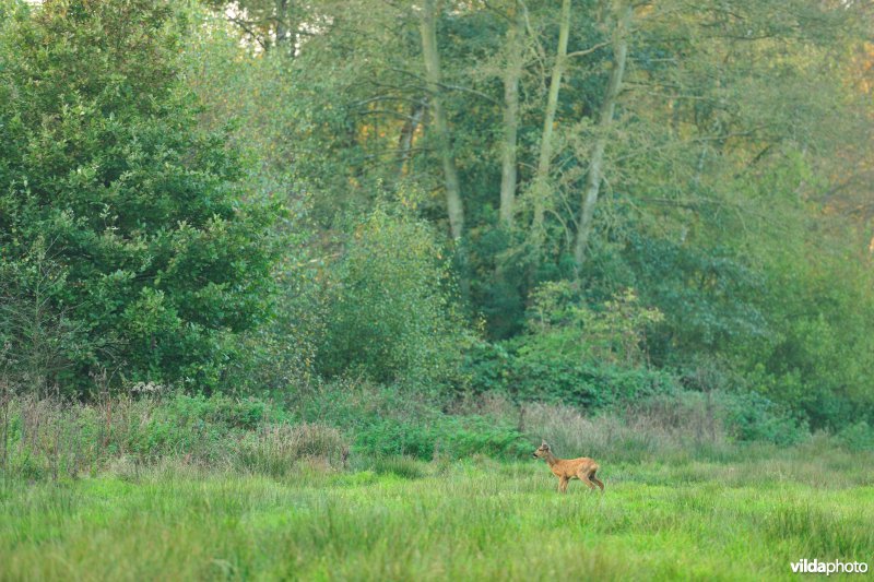 Ree in de vallei van de Zwarte Beek