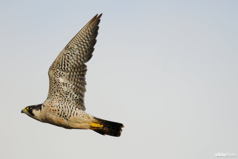 Vliegende Slechtvalk