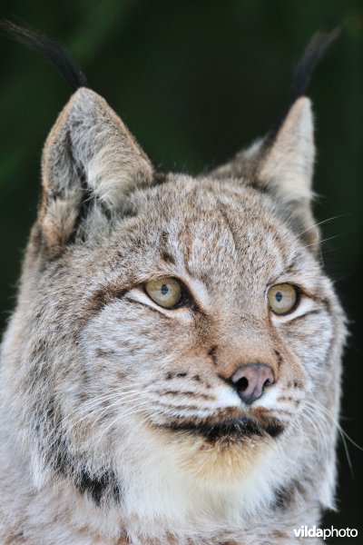 Kop van Lynx