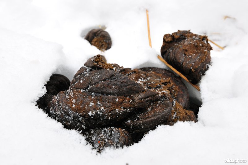 Sporen van Wisent