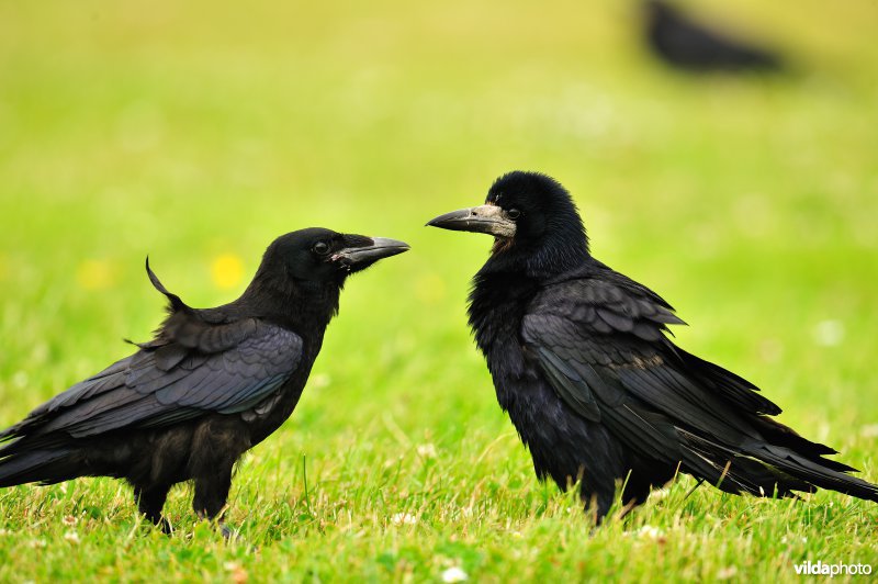 Jonge Roek met oudervogel