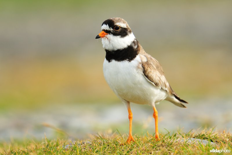 Roepende Bontbekplevier
