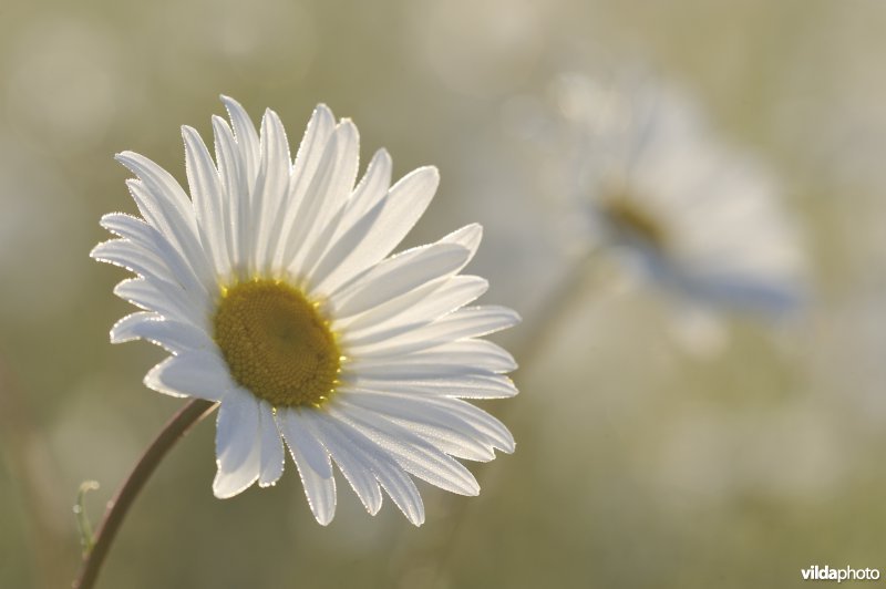 Margriet in een bloemenweide met dravik