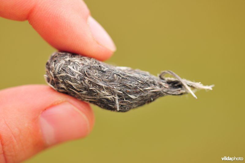 Braakbal van een Smelleken