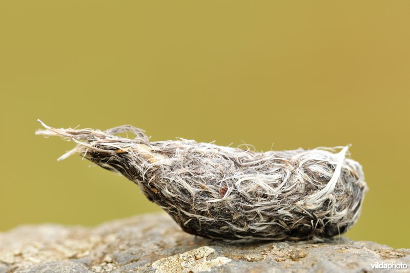Braakbal van een Smelleken