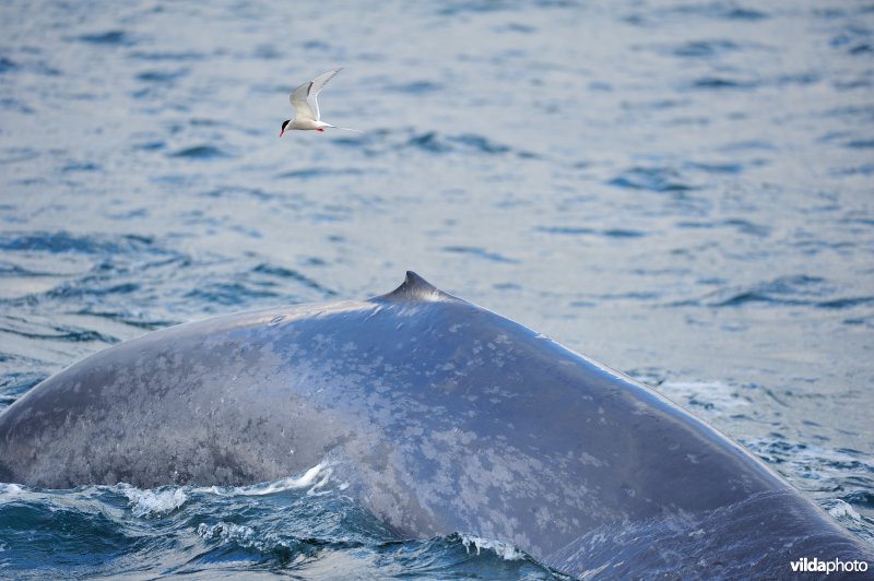 Blauwe vinvis en Noordse stern