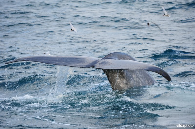 Deep-diving Blauwe vinvis