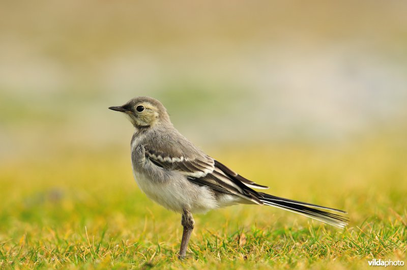 Juveniele Rouwkwikstaart